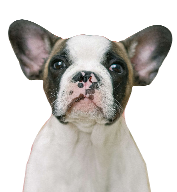 Doggie Playland daycare short play rates