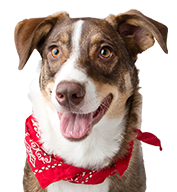 Doggie Playland daycare half day rates