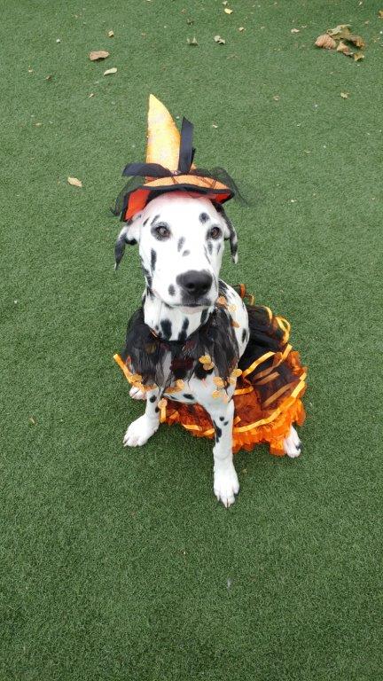 halloween time with friends at Doggie Playland