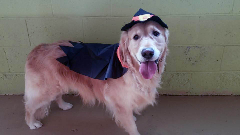 halloween time with friends at Doggie Playland