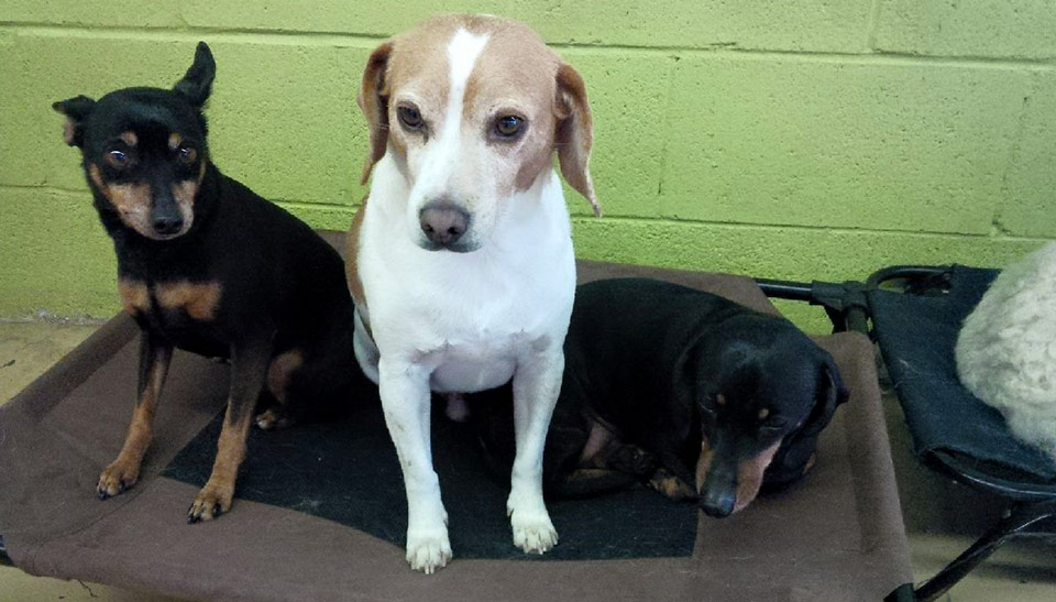 indoor time with friends at Doggie Playland