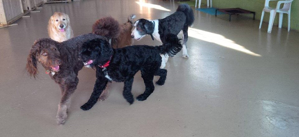 indoor time with friends at Doggie Playland