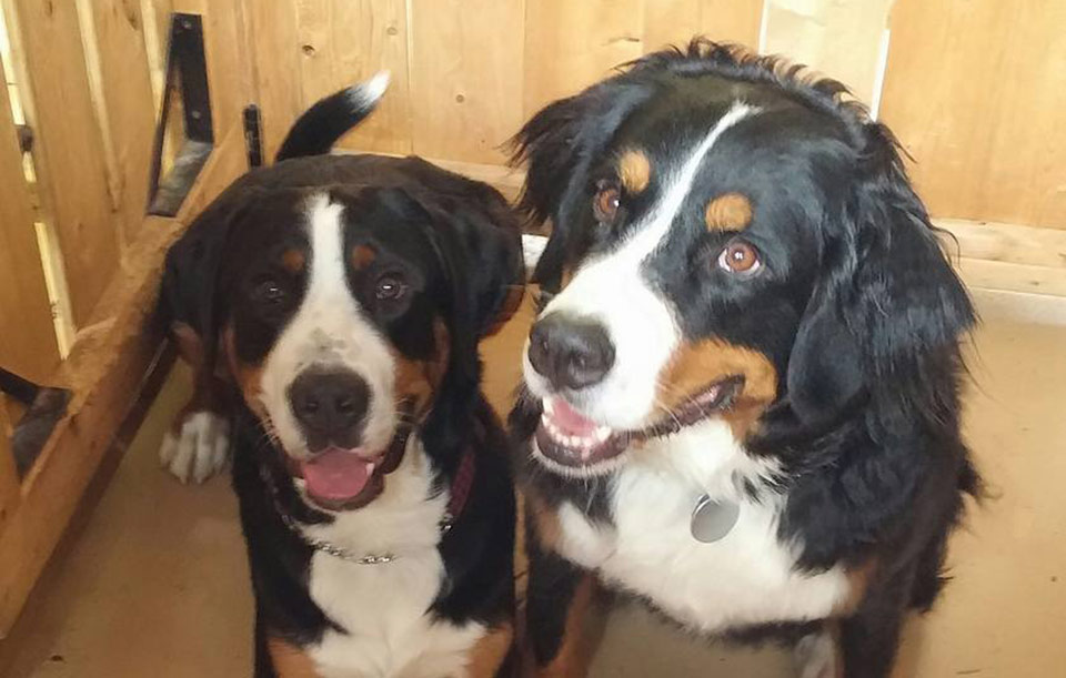 indoor time with friends at Doggie Playland