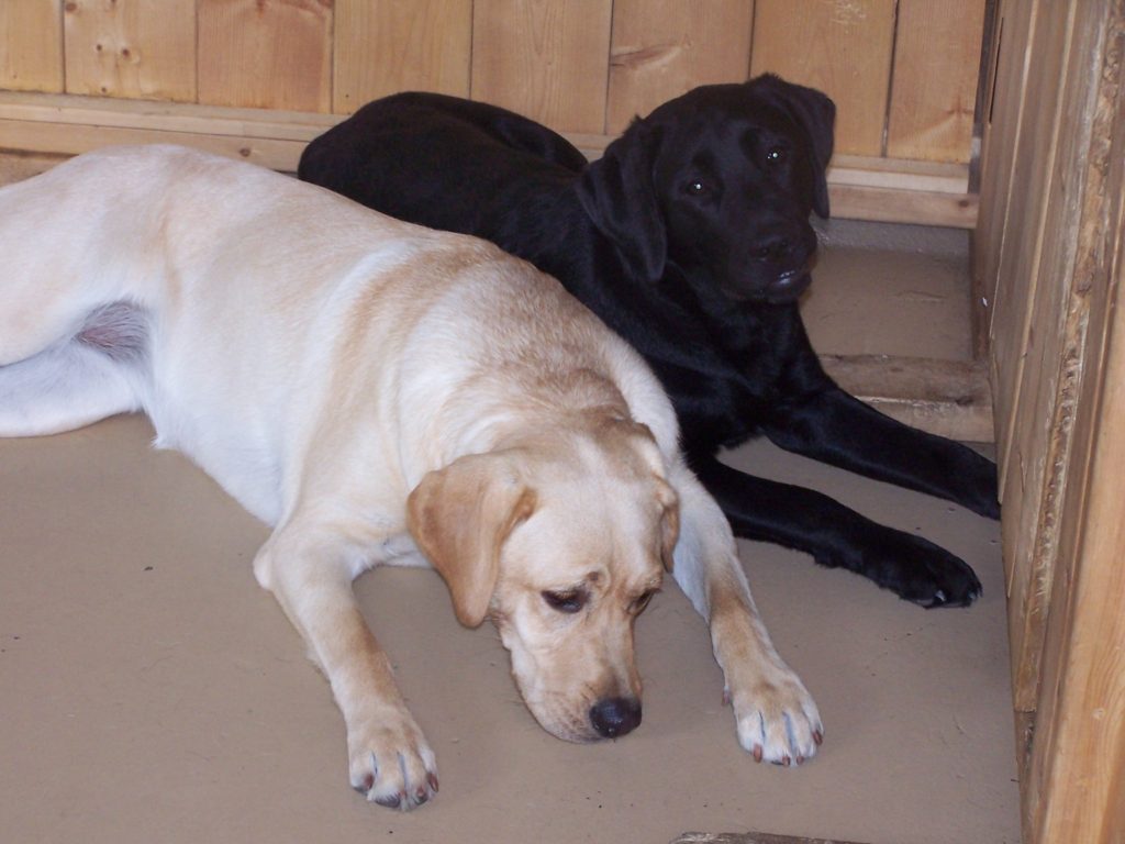 indoor time with friends at Doggie Playland