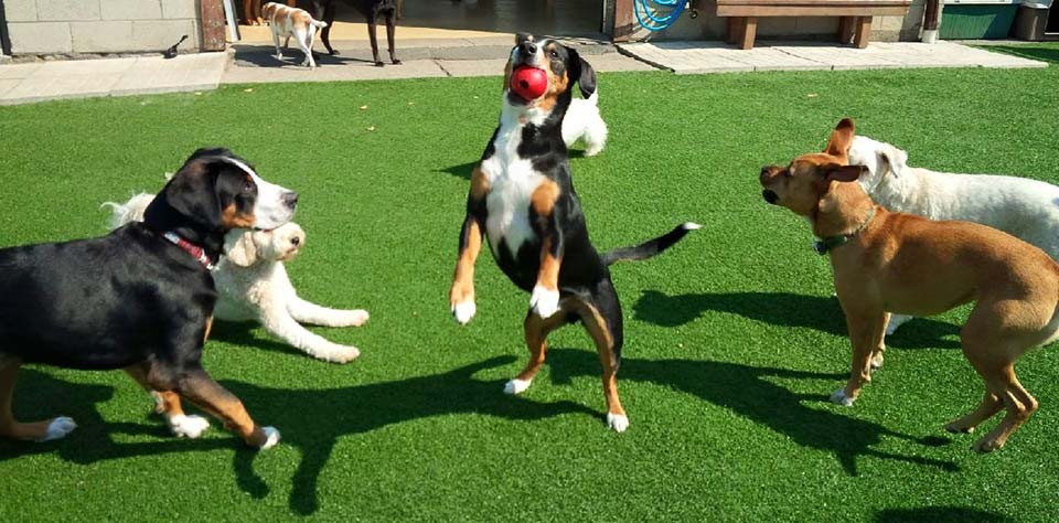 outdoor time with friends at Doggie Playland