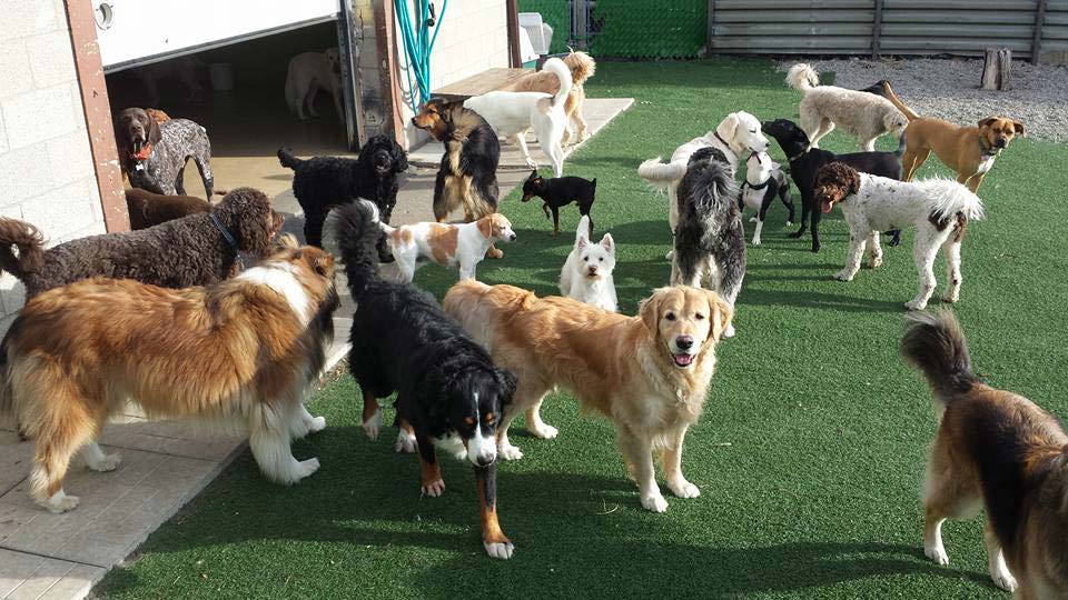 outdoor time with friends at Doggie Playland