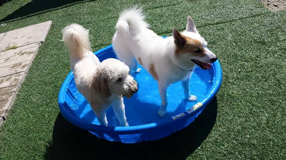 outdoor time with friends at Doggie Playland