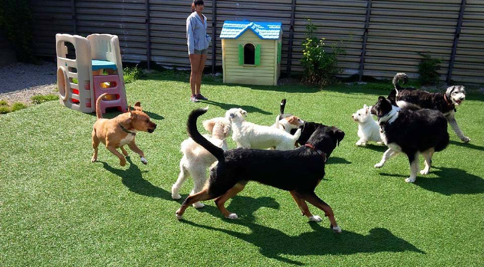 outdoor time with friends at Doggie Playland