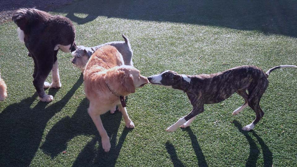 outdoor time with friends at Doggie Playland