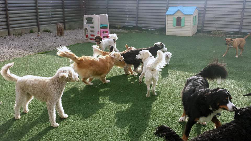 outdoor time with friends at Doggie Playland