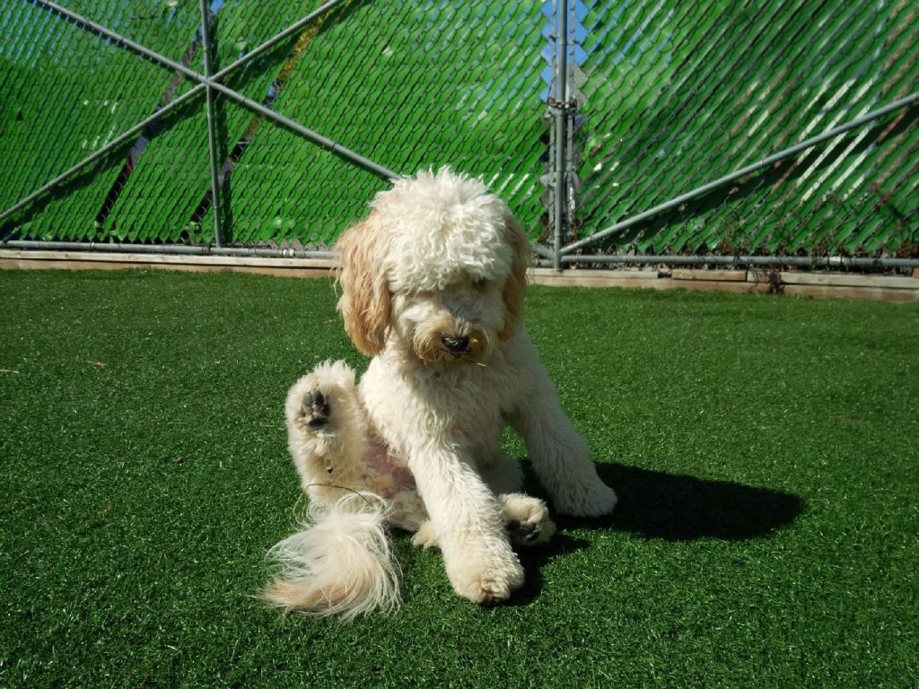 outdoor time with friends at Doggie Playland