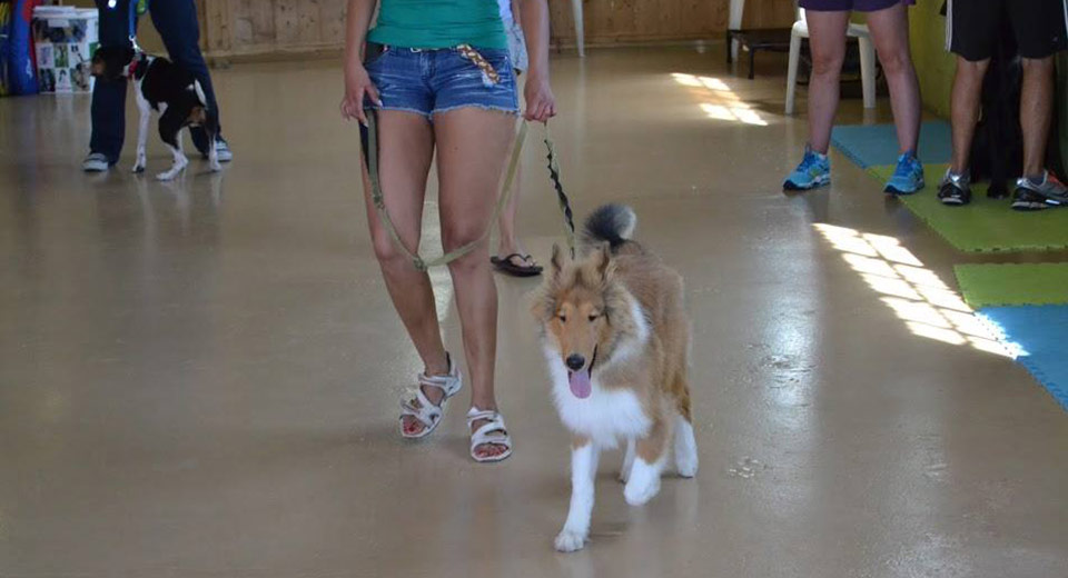 training time with friends at Doggie Playland