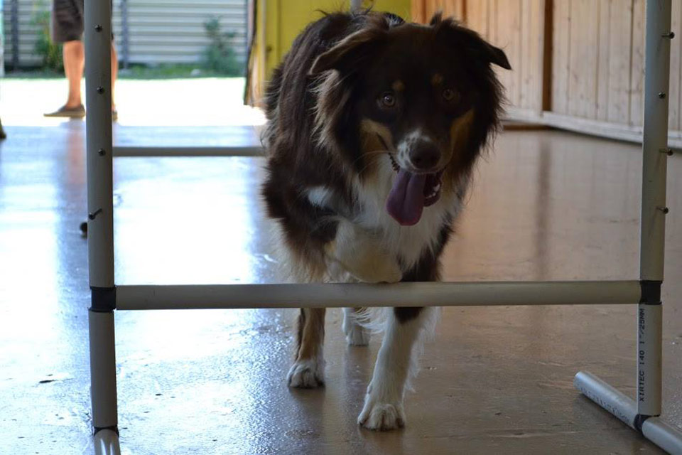 training time with friends at Doggie Playland