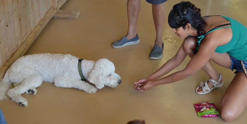 training time with friends at Doggie Playland