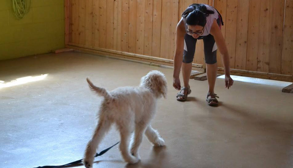 training time with friends at Doggie Playland