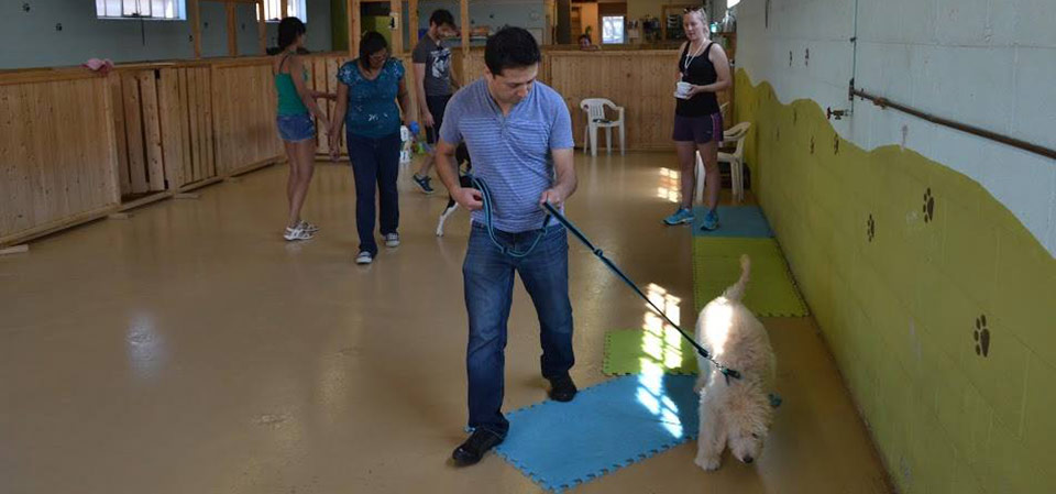 training time with friends at Doggie Playland