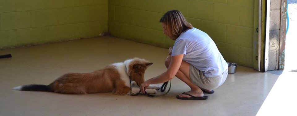 training time with friends at Doggie Playland