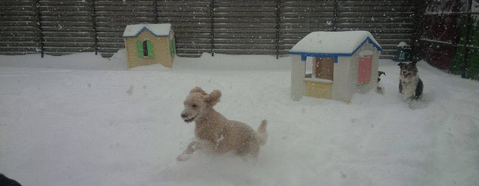 Winter time with friends at Doggie Playland