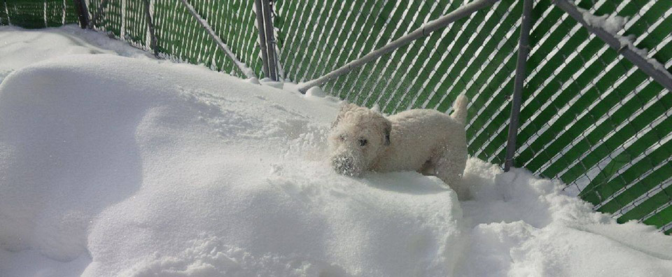 Winter time with friends at Doggie Playland