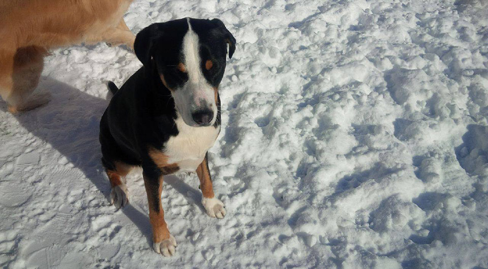 Winter time with friends at Doggie Playland